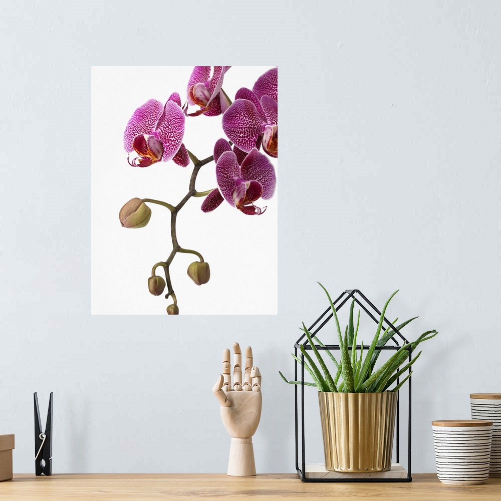 A bohemian room featuring Pink phalaenopsis orchid spray