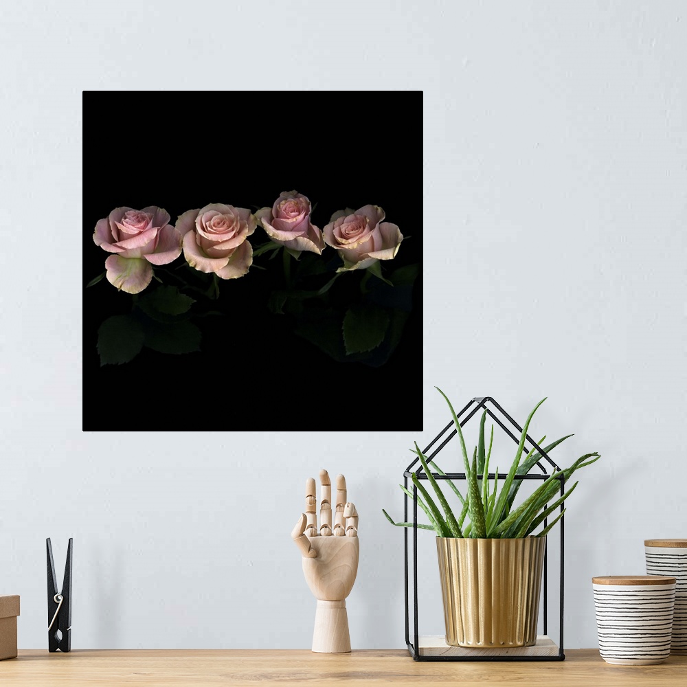 A bohemian room featuring Pink roses on black background.