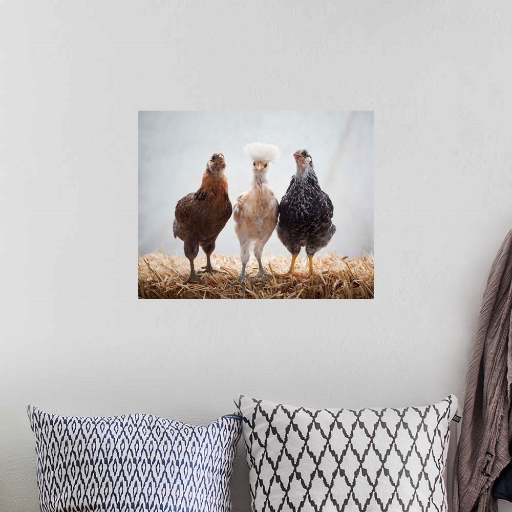 A bohemian room featuring Portrait of Three Pet Chickens Looking forward Standing on Straw, Easter Egger, 5 weeks old, Buff...