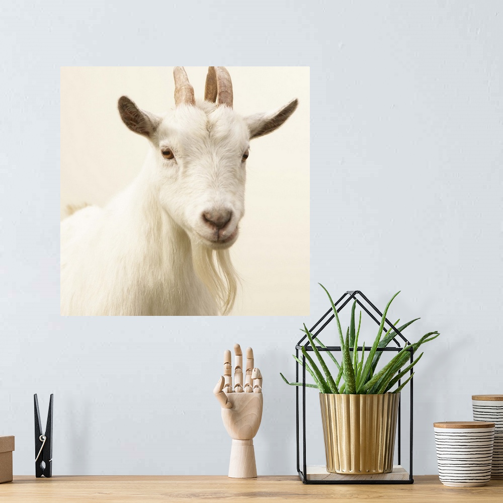 A bohemian room featuring Pygmy Goat, Washington, USA