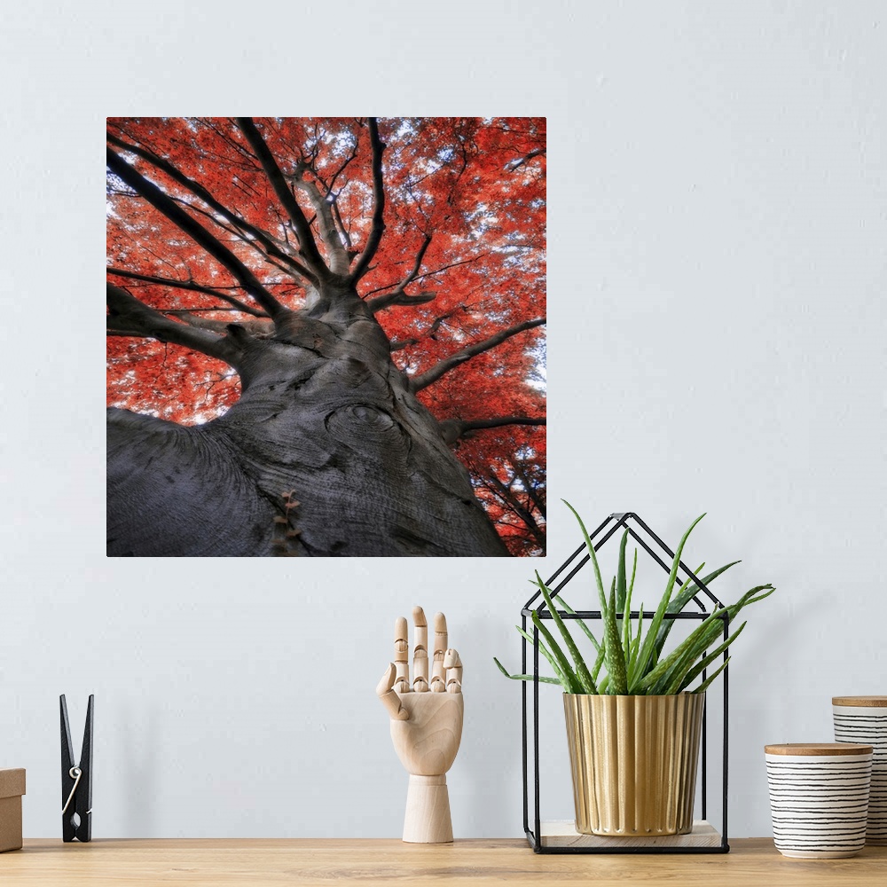 A bohemian room featuring Red tree in autumn