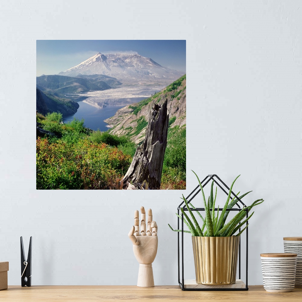 A bohemian room featuring Remains of tree contrast against new plant life with Mt. St. Helens in background, Washington.