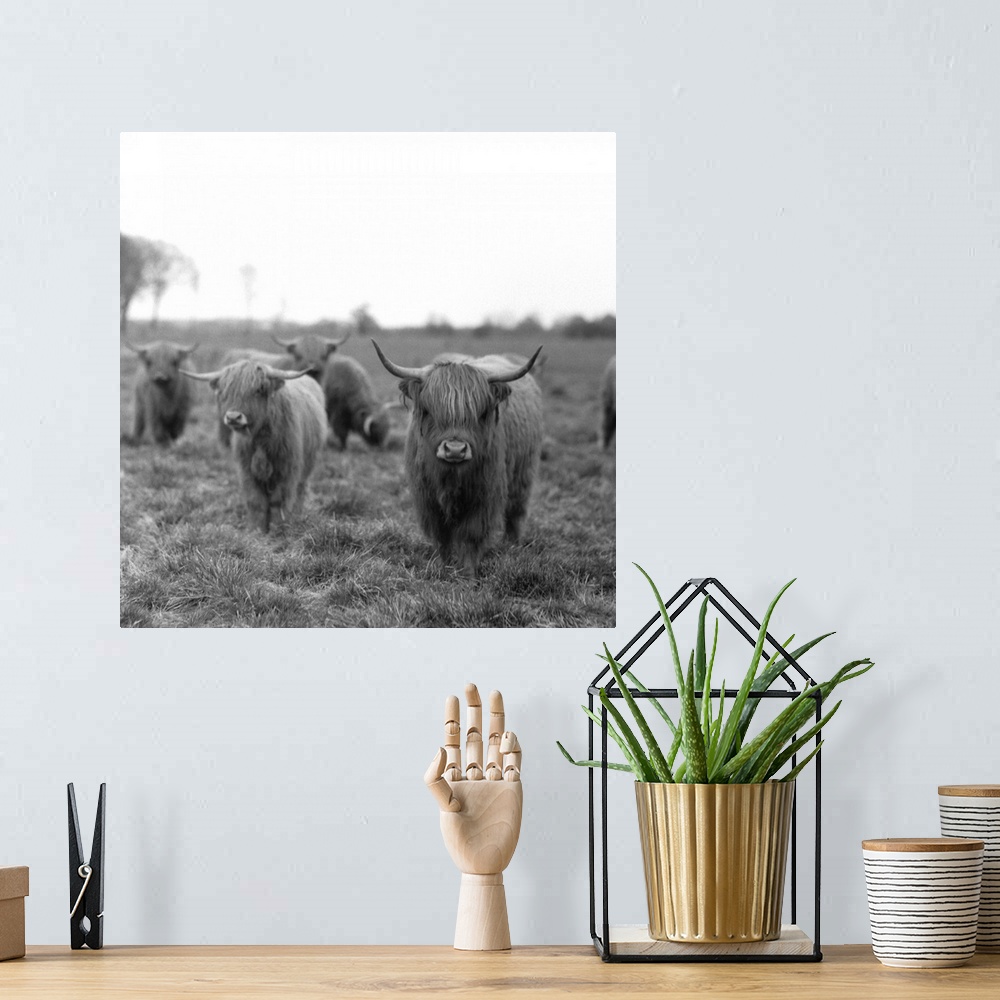 A bohemian room featuring Scottish highland cattle on field, Northern Germany.