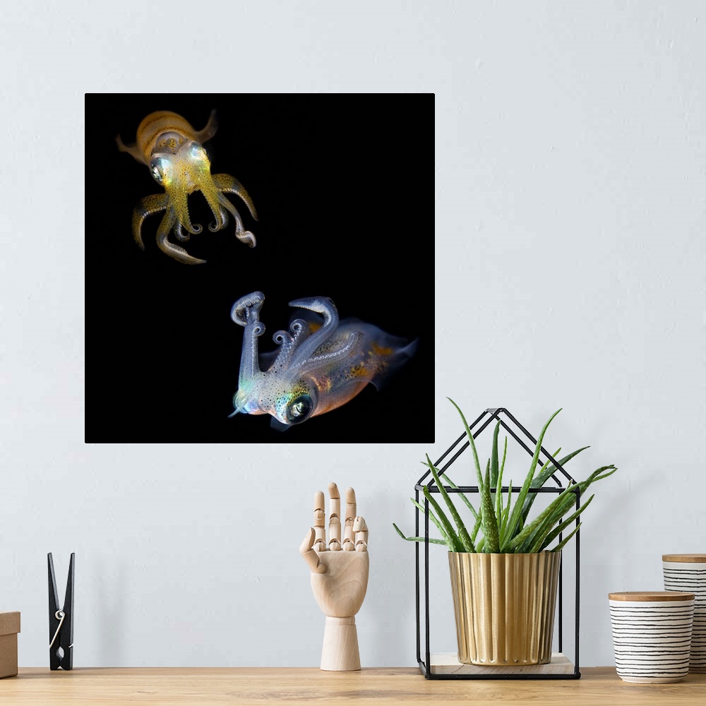 A bohemian room featuring Reef squids dancing at night. Indonesia. Underwater close-up.