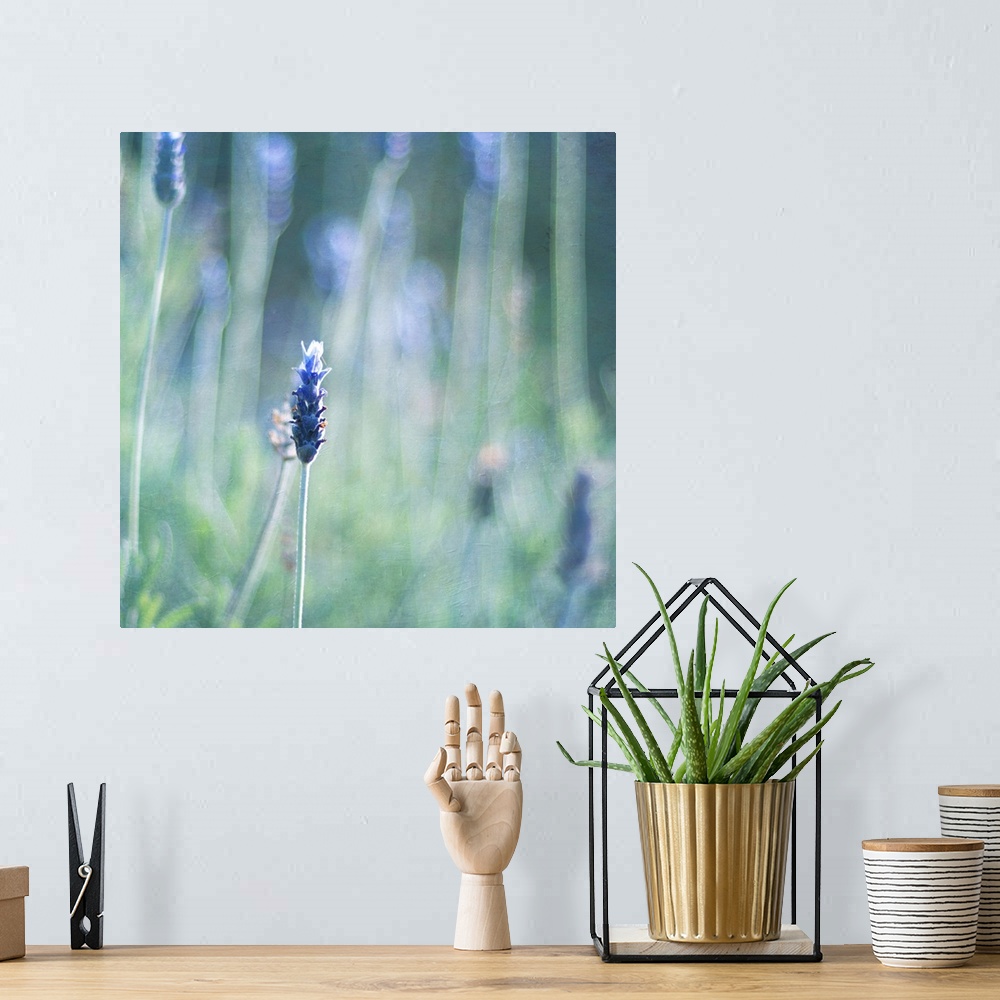 A bohemian room featuring Selectively focused photo of lavender flower.