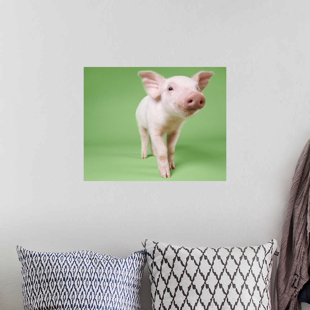 A bohemian room featuring Studio Cut Out of a Piglet Standing