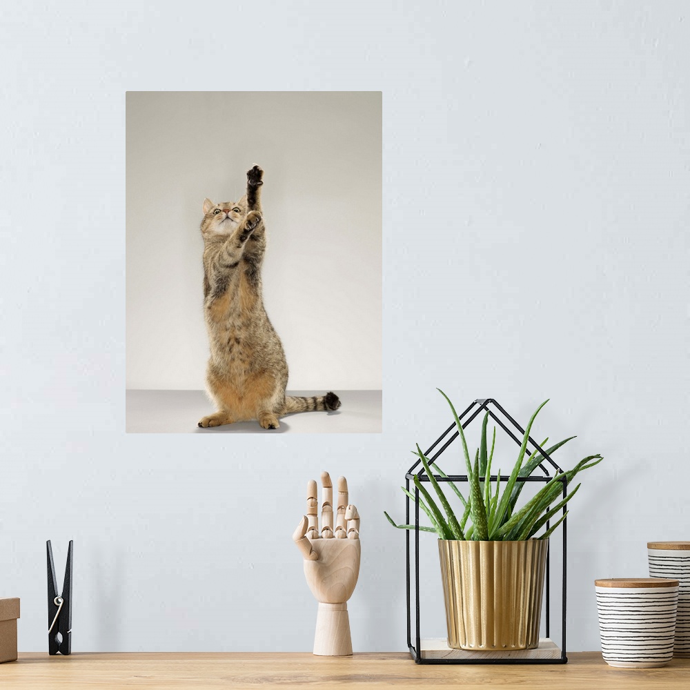 A bohemian room featuring Tabby cat standing on hind legs with stretching out paw