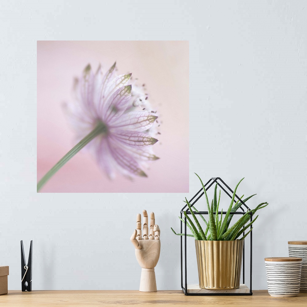 A bohemian room featuring The back view of a  soft pink 'Astrantia major'  flower.Soft textures added during processing.