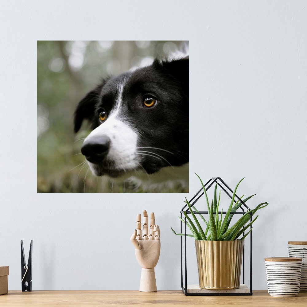 A bohemian room featuring Border Collie dog with beautiful clear eyes showing intense concentration, face filling frame wit...
