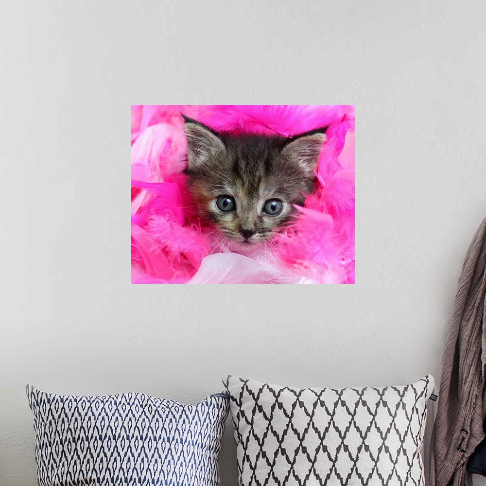 A bohemian room featuring Three month old tabby kitten with face surrounded by pink feathers.