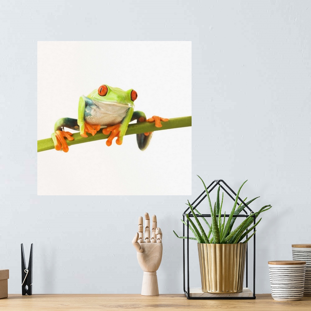 A bohemian room featuring Tree frog on stem