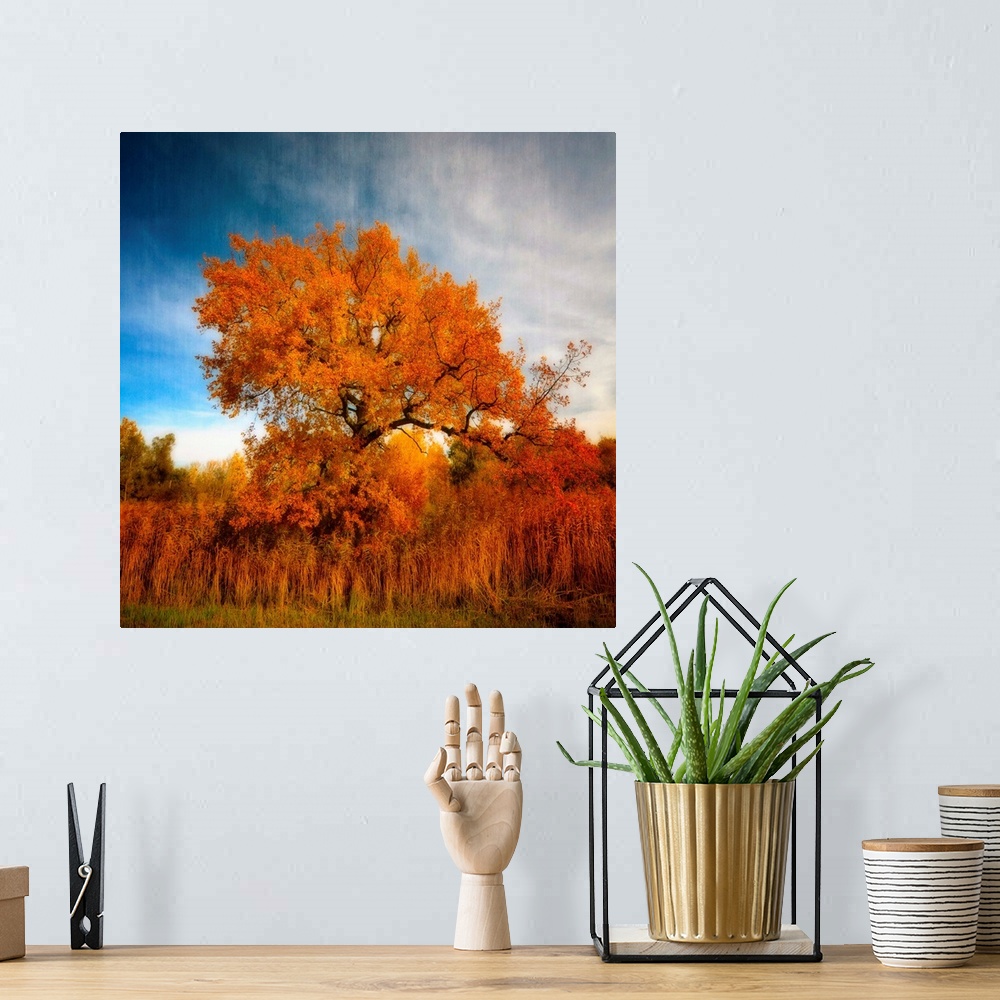 A bohemian room featuring Tree in Autumn.
