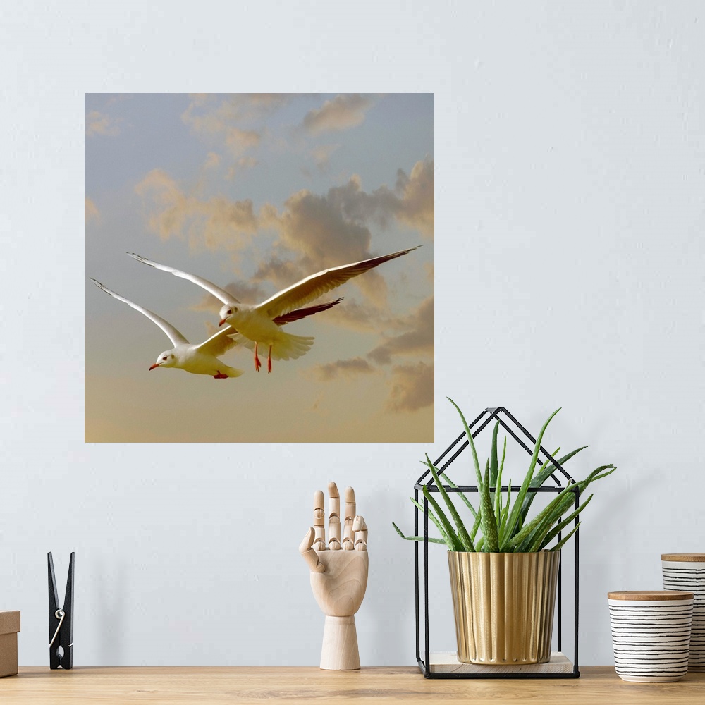A bohemian room featuring Two gulls flying in evening light against sky.
