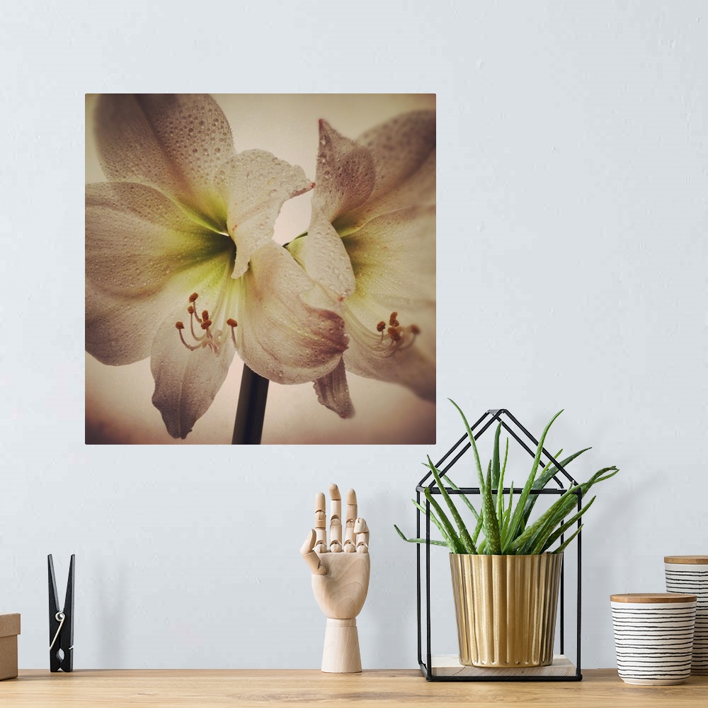 A bohemian room featuring Vintage toned image of amaryllis flowers.