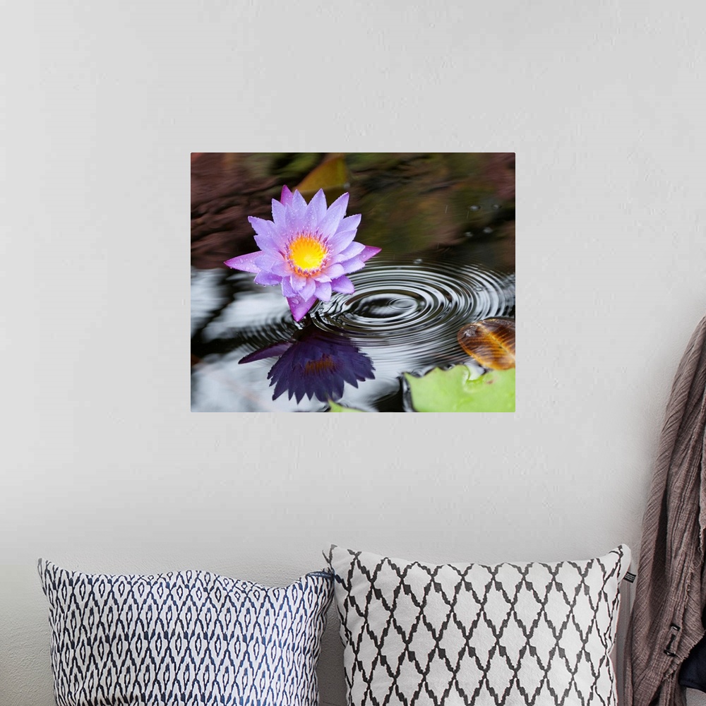 A bohemian room featuring Purple lotus flower in a pond with ripples from falling rain.
