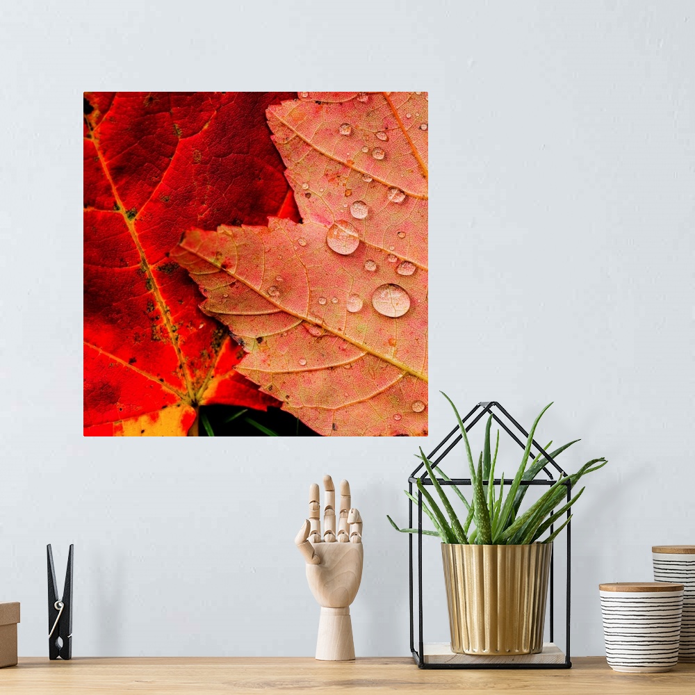 A bohemian room featuring Wet autumn leaves