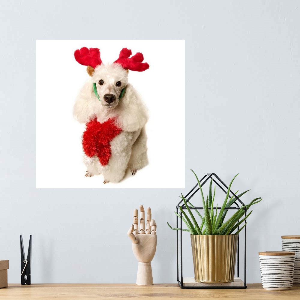 A bohemian room featuring White poodle wearing red Christmas Antlers and red scarf, close-up
