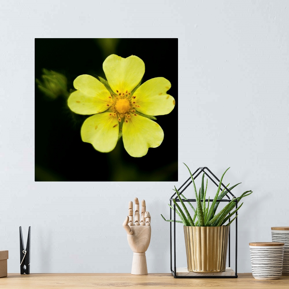 A bohemian room featuring Yellow flower with five heart shaped petals, with green bud on one side against dark background, US.