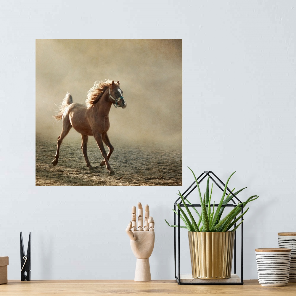 A bohemian room featuring Young Arabian horse trotting, back lighting.