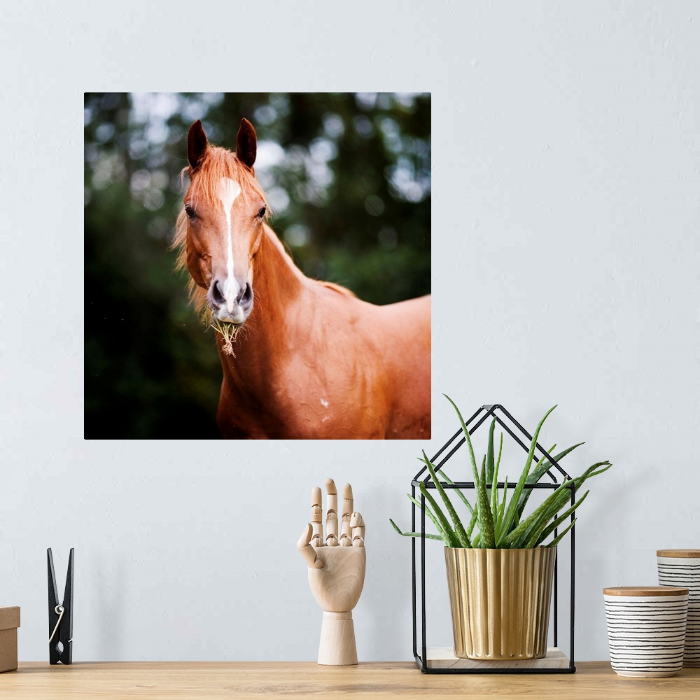 A bohemian room featuring Young brown quarter horse eating grass.