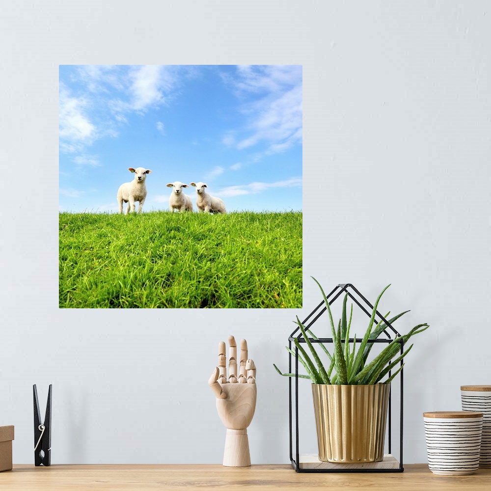A bohemian room featuring Young lambs on grassy dike in Netherlands on sunny day.