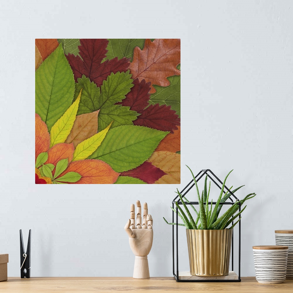 A bohemian room featuring Fall Leaf Mandala 2