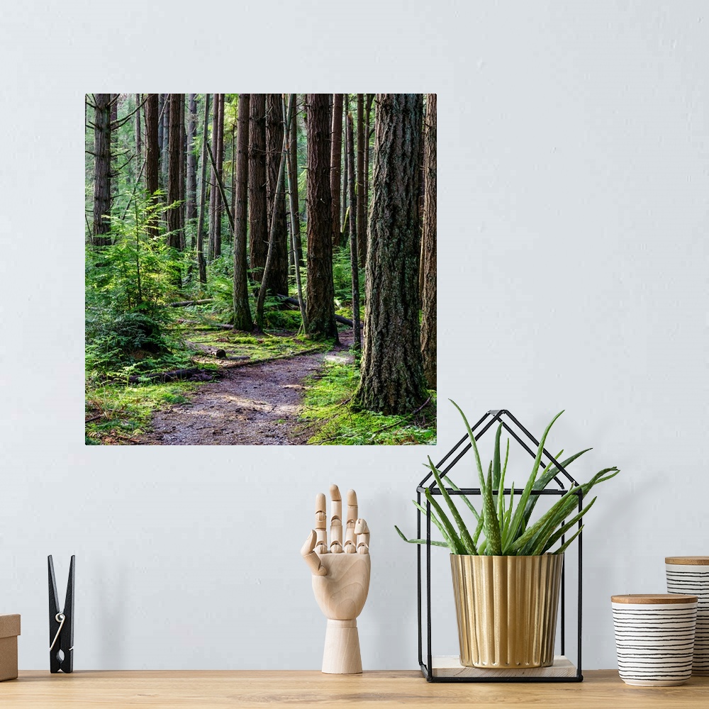 A bohemian room featuring A square photograph of a small path winding through trees in the woods.