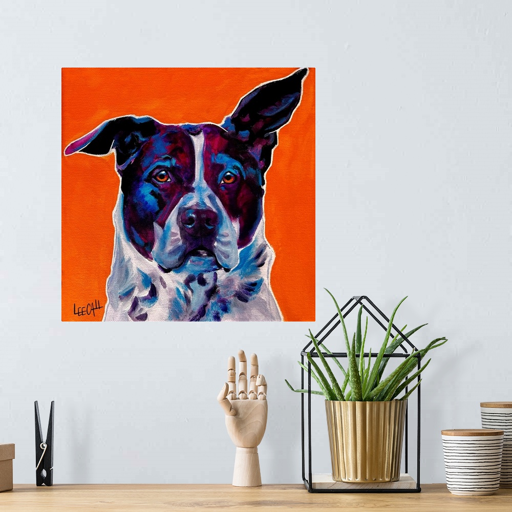 A bohemian room featuring Pit Bull Mix - Brewster