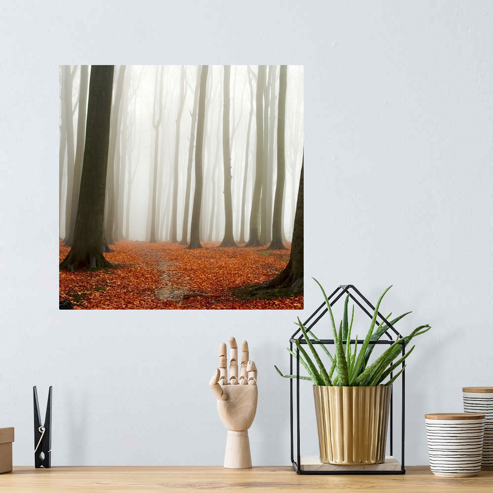 A bohemian room featuring A square photograph of a forest engulfed by a mist with a layer of leaves on the ground.