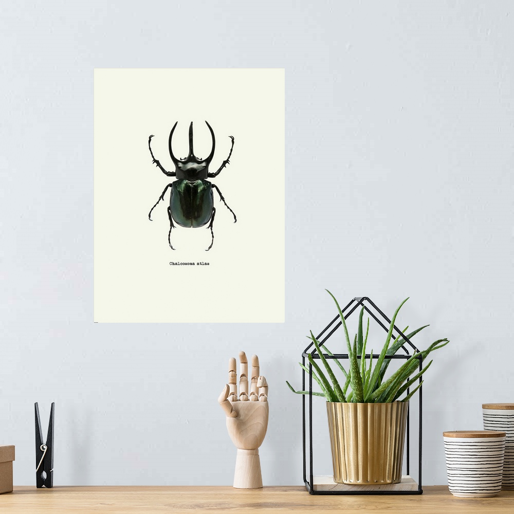 A bohemian room featuring Image of a black beetle with the scientific name below it, Chalcosoma Atlas.