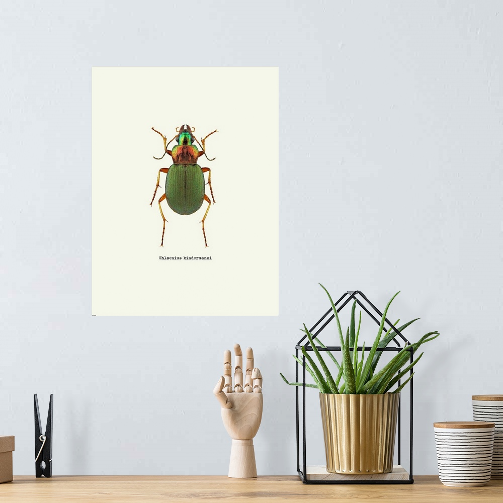A bohemian room featuring Image of a green beetle with the scientific name below it, Chlaenius Kindermanni.