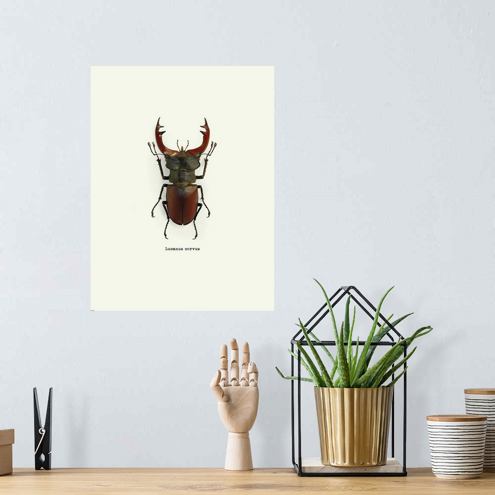 A bohemian room featuring Image of a red beetle with the scientific name below it, Lucanus Cervus.