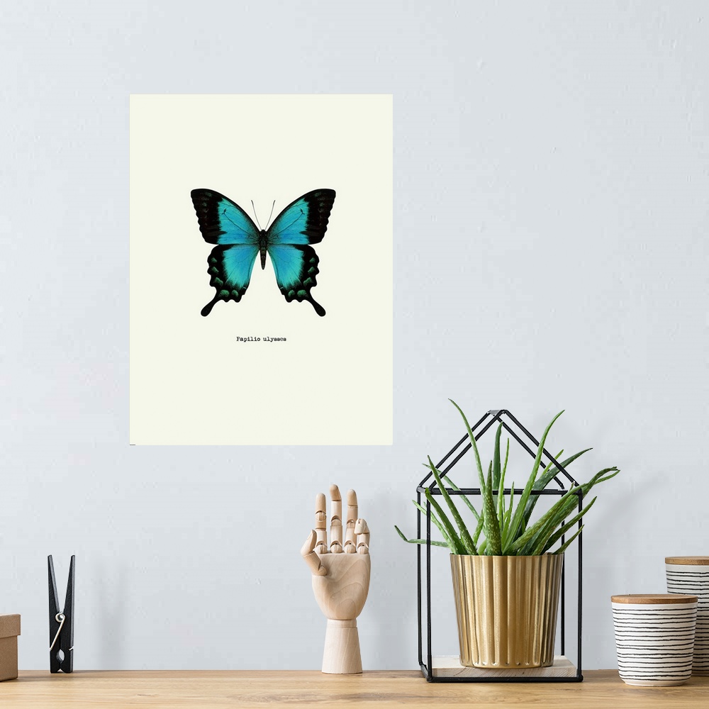 A bohemian room featuring Image of a blue butterfly with the scientific name below it, Papilio Ulysses.