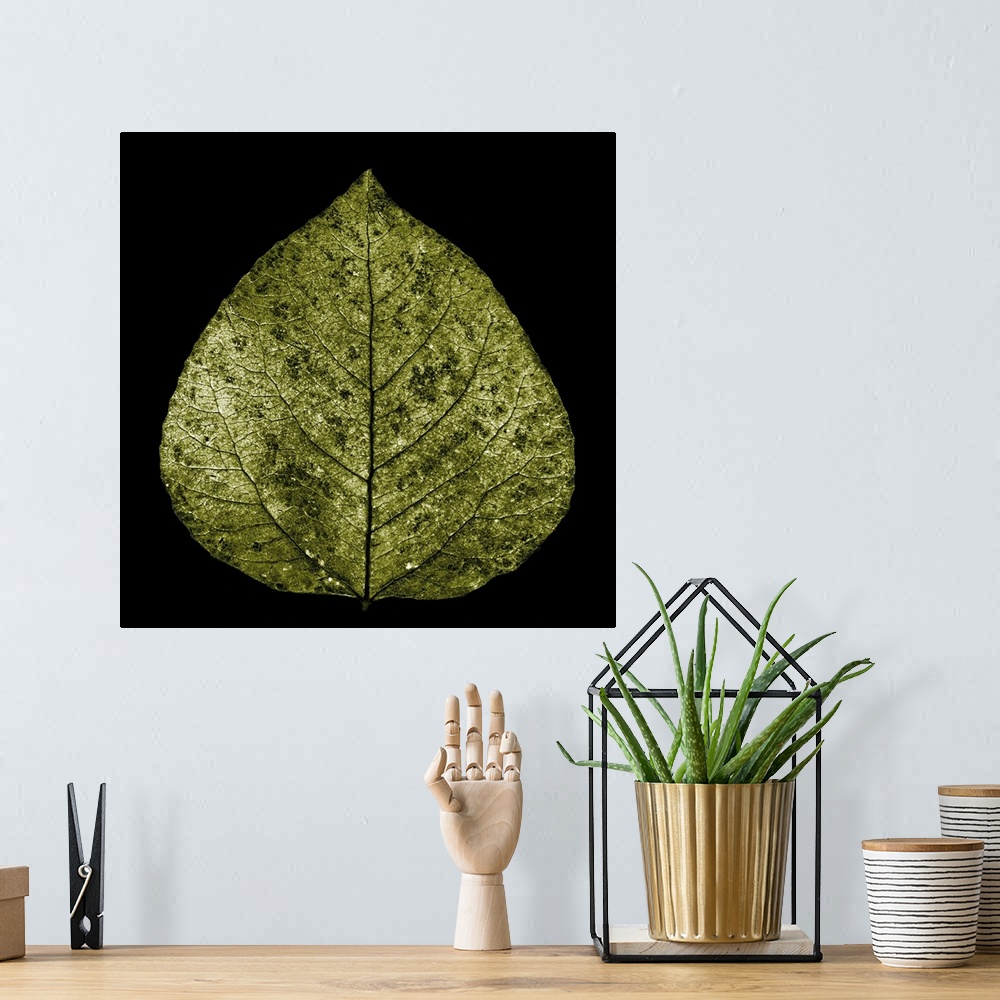 A bohemian room featuring Photograph of a single yellow gold aspen leaf on black.