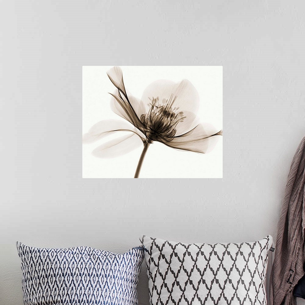 A bohemian room featuring X-Ray photograph of a hellebore flower against a white background.