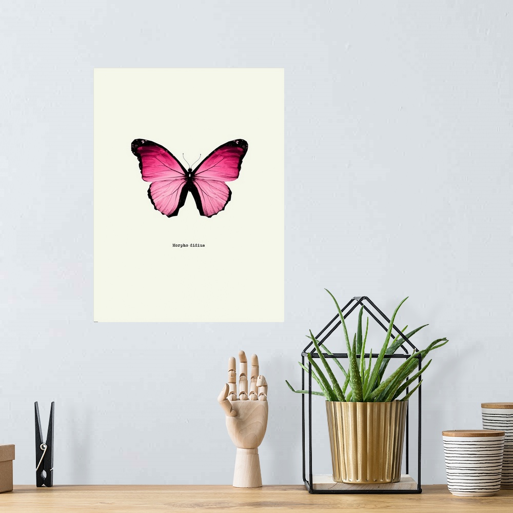 A bohemian room featuring Image of a pink butterfly with the scientific name below it, Morpho Didius.