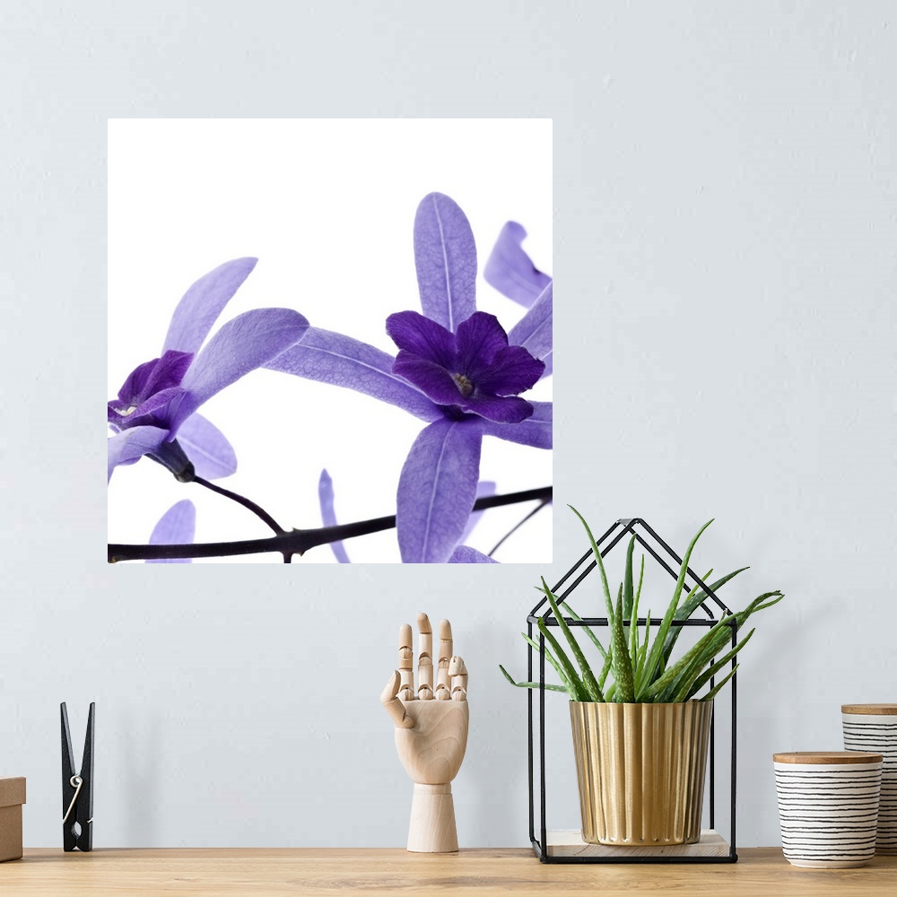 A bohemian room featuring Square photograph of two purple blossoms on a branch.