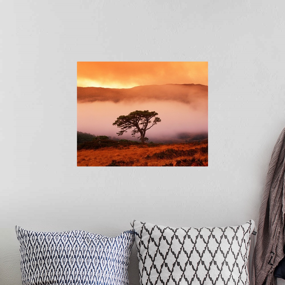 A bohemian room featuring Caledonian Pine In Mist, Glen Affric, Highland Region, Scotland