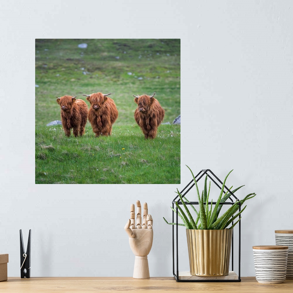 A bohemian room featuring Highland Cattle, Isle Of Lewis, Outer Hebrides, Scotland