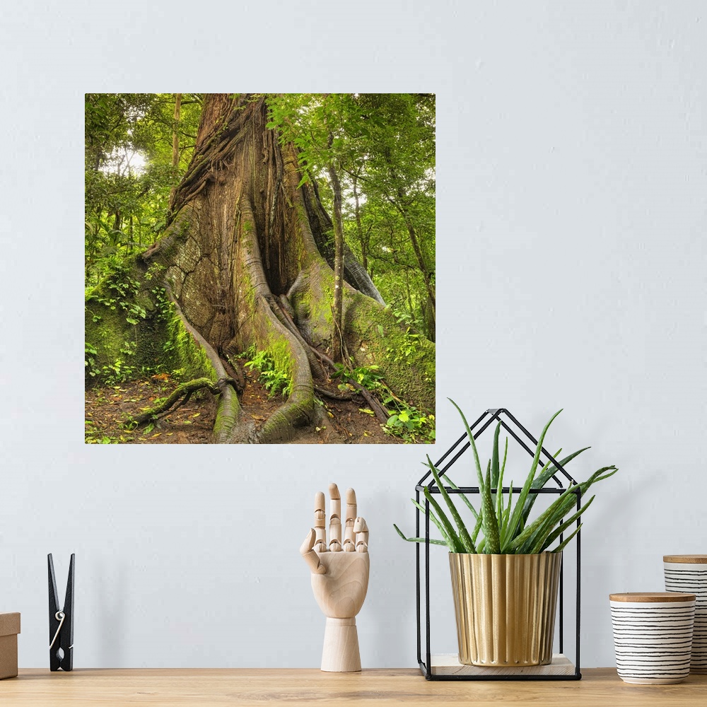 A bohemian room featuring 30 meters high Kapok tree (Ceiba pentandra), Central Highlands, Arenal National Park,  La Fortuna...