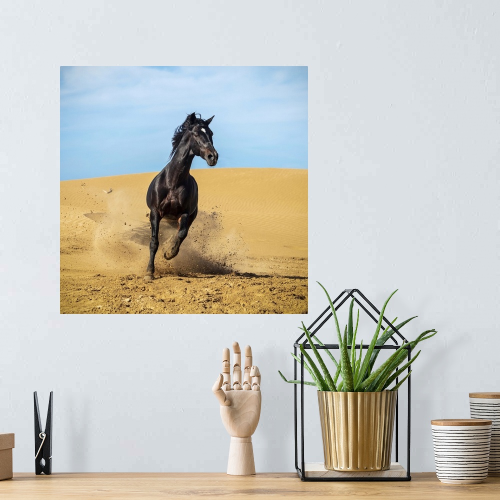 A bohemian room featuring Marrakesh-Safi (Marrakesh-Tensift-El Haouz) region, Essaouira, a black Barb horse runs over sand ...