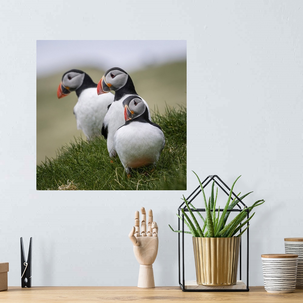 A bohemian room featuring Puffins standing on the grass. Mykines, Faroe Islands