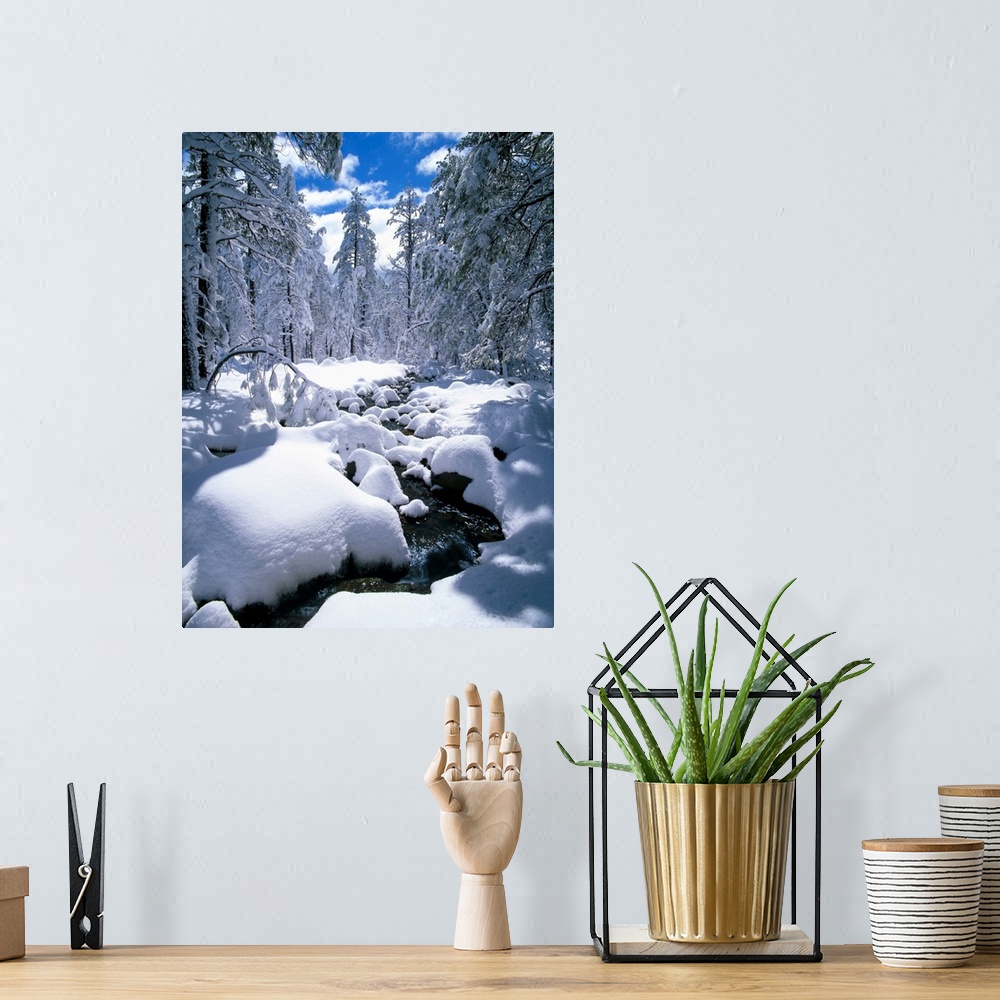 A bohemian room featuring Snow-Covered Pine Trees And Stream, Flagstaff, Arizona, USA