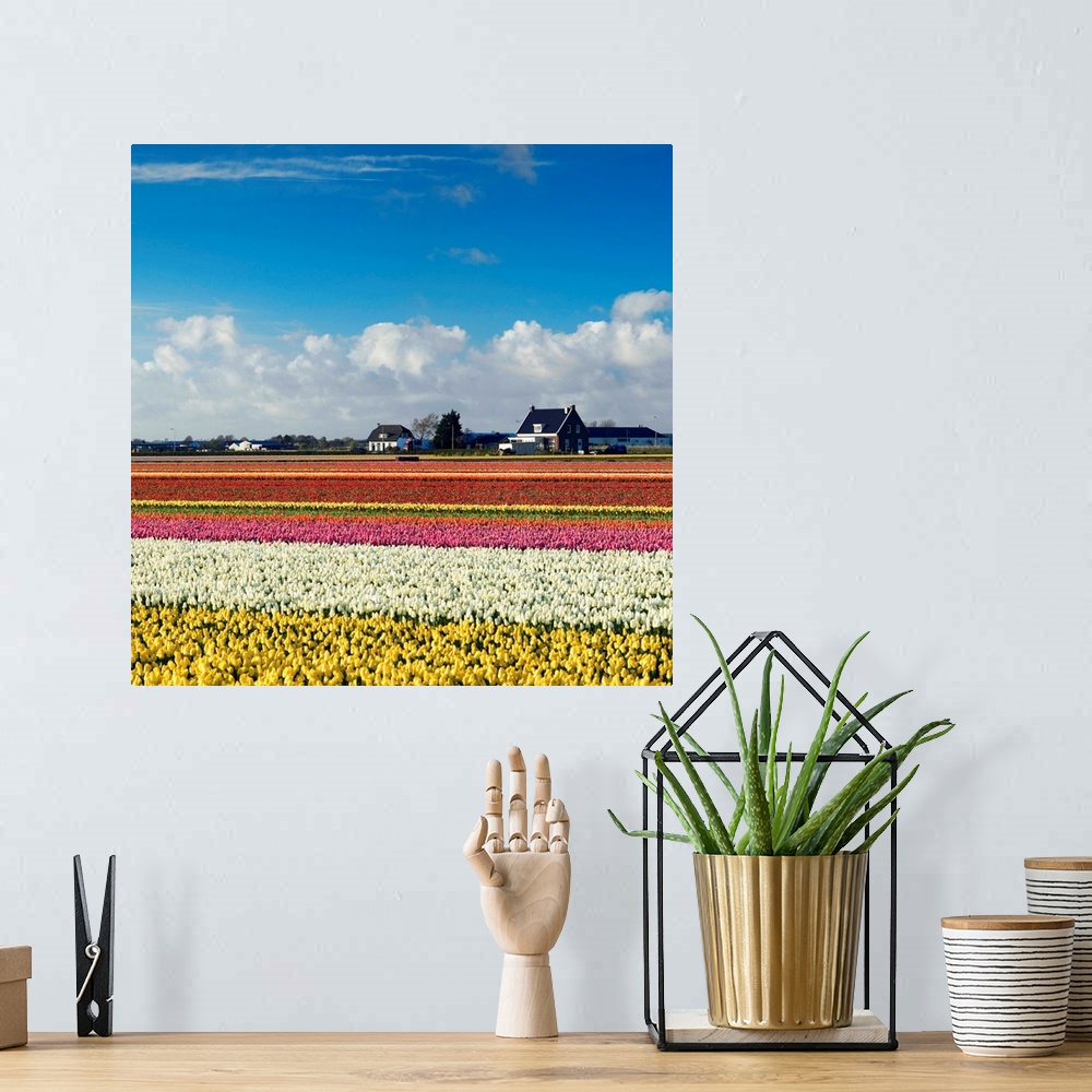 A bohemian room featuring Tulips in fields, Lisse, Netherlands