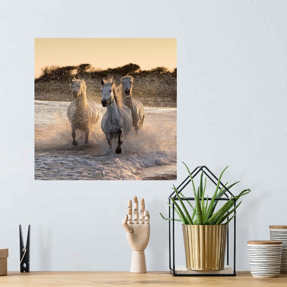 A bohemian room featuring France, Provence, Camargue, White horses of the Camargue run through the surf in the mediterranea...