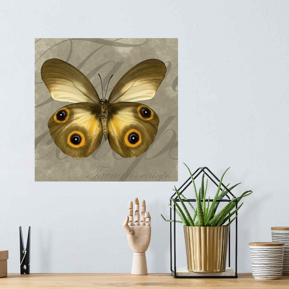A bohemian room featuring Square canvas of a butterfly layered on top of writing.