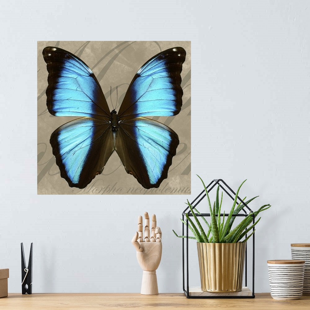 A bohemian room featuring Giant Striped Morpho