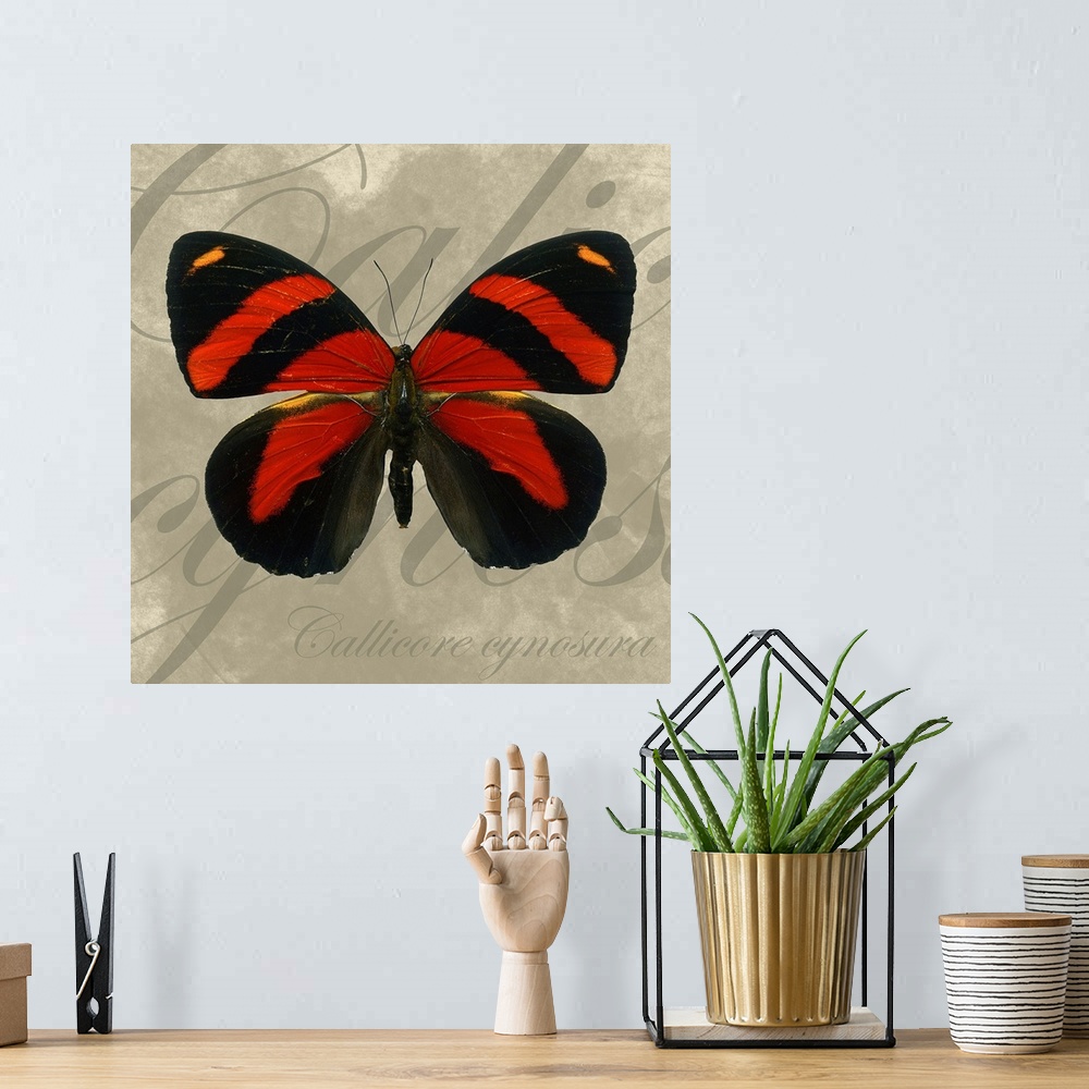 A bohemian room featuring Docor perfect for the home of a red and black butterfly with the technical name scripted behind it.