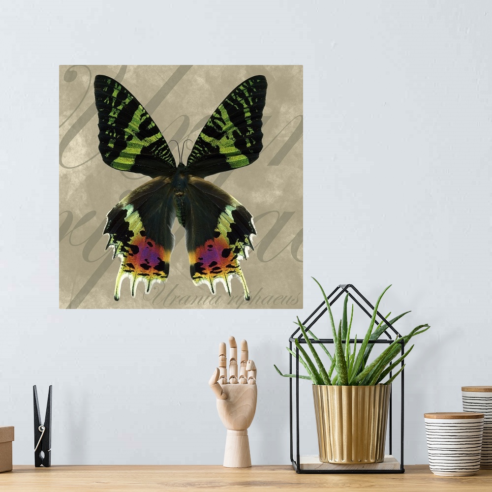 A bohemian room featuring Sunset Moth