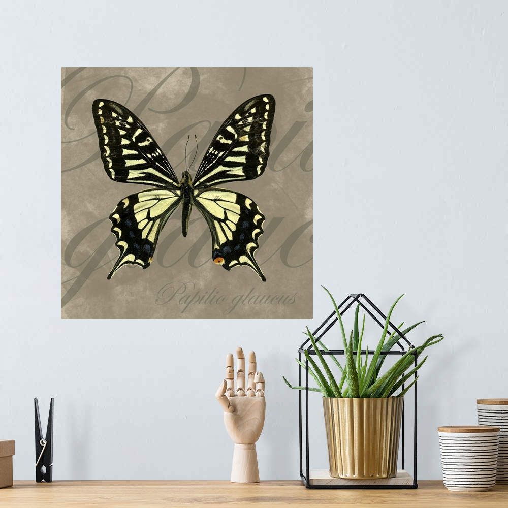 A bohemian room featuring Tiger Swallowtail